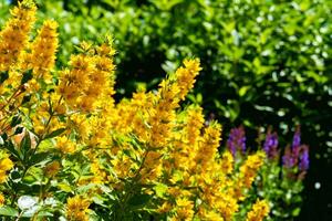 matagais do Maravilhoso amarelo loosestrife flores dentro a cidade parque jardim foto