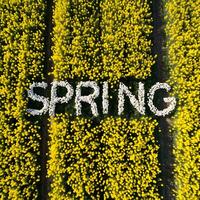 ai gerado Olá Primavera floral fundo com Primavera texto para Projeto feliz Primavera saudações foto