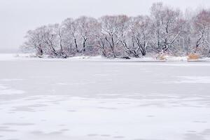 inverno panorama em a lago com uma Visão do a costa com árvores foto