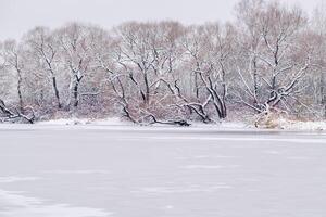 inverno panorama em a lago com uma Visão do a costa com árvores foto