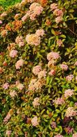 uma arbusto com Rosa flores e verde folhas foto