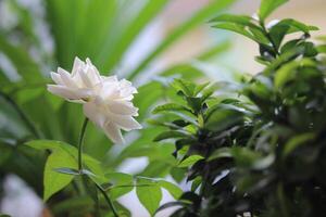 fechar acima do branco rosas com uma borrado fundo, dentro frente do a terraço do a casa foto