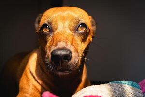 retrato do uma pequeno Castanho misturado raça cachorro, olhando para dentro a Sol. foto