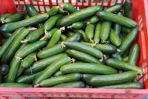 vegetais, frutas e bagas estão vendido às a bazar dentro tel aviv foto