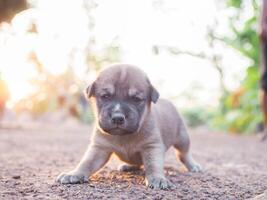 fofa recém-nascido filhotes deitado em a terra dentro a jardim. tailandês cachorro foto