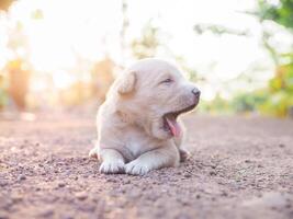 fofa recém-nascido filhotes deitado em a terra dentro a jardim. tailandês cachorro foto