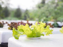 fechar-se do fresco orgânico hidropônico vegetal é crescendo em água sem solo foto