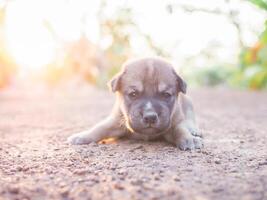 fofa recém-nascido filhotes deitado em a terra dentro a jardim. tailandês cachorro foto