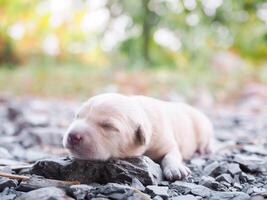 fofa recém-nascido filhotes dormindo em a terra dentro a jardim. tailandês cachorro foto