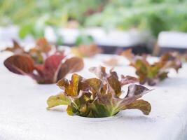 fechar-se do fresco orgânico hidropônico vegetal é crescendo em água sem solo foto