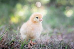 uma frango bebê dentro a jardim foto