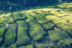 verde colinas do chá aplainamento - Cameron Planalto, Malásia foto