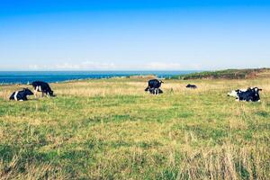 espanhol leite vaca dentro a beira-mar fazenda, astúrias, espanha foto