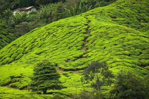 plantações de chá no estado de kerala, Índia foto