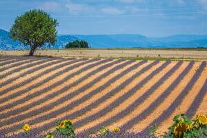 lavanda campo. a platô do valensole dentro provence foto