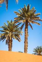 Palma árvore dentro erg chebi, às a ocidental Beira do a sahara deserto foto