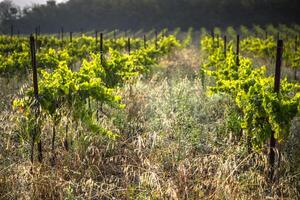 a vinhas ao longo a famoso vinho rota dentro Alsácia, França foto