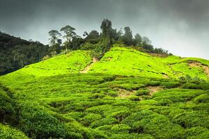 plantação de chá cameron highlands, malásia foto