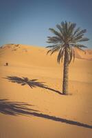 Palma árvores e areia dunas dentro a sahara deserto, Merzouga, Marrocos foto