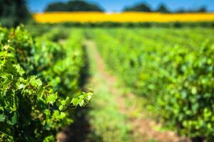 a vinhas ao longo a famoso vinho rota dentro Alsácia, França foto