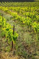 a vinhas ao longo a famoso vinho rota dentro Alsácia, França foto