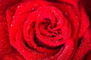 vermelho rosas sobre dia dos namorados dia foto