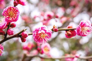 fechar-se lindo e brilhante Rosa cereja flores florescendo em árvore Escovar e embaçado cheio flor fundo. foto