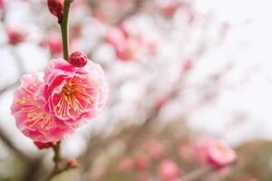 fechar-se lindo Rosa cereja flores em embaçado fundo com cópia de espaço para texto. foto