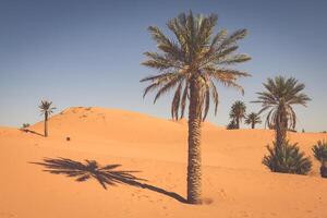 Palma árvores e areia dunas dentro a sahara deserto, Merzouga, Marrocos foto