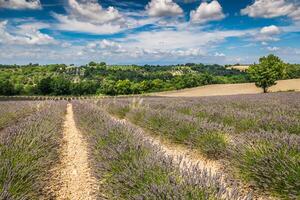 lavanda campo dentro a região do Provença, sulista França foto