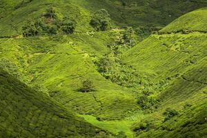 panorama Visão do chá plantação dentro Cameron terras altas foto