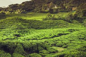chá plantação dentro a Cameron Planalto, Malásia foto