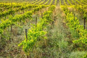 a vinhas ao longo a famoso vinho rota dentro Alsácia, França foto