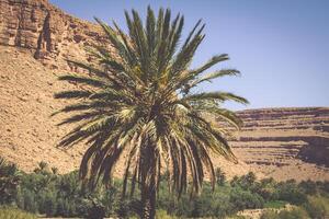 vegetação e água dentro a oásis do a Marrocos foto