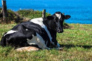 espanhol leite vaca dentro a beira-mar fazenda, astúrias, espanha foto