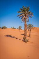 Palma árvores e areia dunas dentro a sahara deserto, Merzouga, Marrocos foto