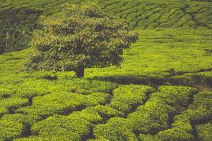 chá plantação dentro a Cameron Planalto, Malásia foto