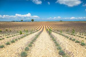 campos de flores de lavanda desabrochando em filas intermináveis. valensole plateau, provence, frança, europa. foto