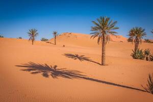 Palma árvore dentro erg chebi, às a ocidental Beira do a sahara deserto foto