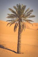 Palma árvore dentro erg chebi, às a ocidental Beira do a sahara deserto foto