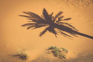 Palma árvore dentro erg chebi, às a ocidental Beira do a sahara deserto foto