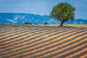 lindo panorama do florescendo lavanda campo, solitário árvore morro acima em horizonte. Provença, França, Europa. foto
