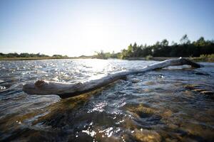 uma murcha velho árvore em a banco do uma montanha rio foto