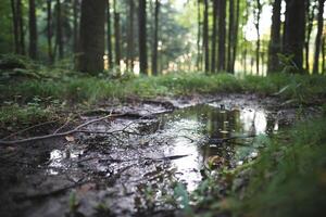 uma grande poça depois de chuva dentro uma denso verde floresta foto