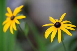 lindo amarelo Rudbeckia flores crescer dentro a jardim foto