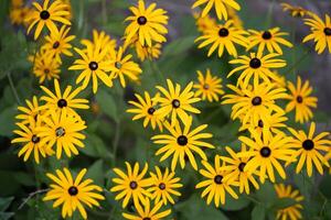 lindo amarelo Rudbeckia flores crescer dentro a jardim foto