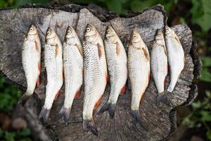 uma lindo pegar do peixe liderar Fora de uma pescador em uma borda foto