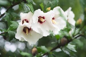 lindo branco hibisco flores em uma arbusto foto