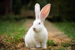 uma lindo branco doméstico Coelho é pastar e caminhando ao ar livre foto