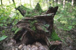 uma toco a partir de uma árvore cortar baixa de madeireiros dentro a floresta é coberto com musgo foto